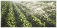 Increase yield and reduce salinity impact on irrigated fields.