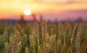 Profitable yields from healthy soils.